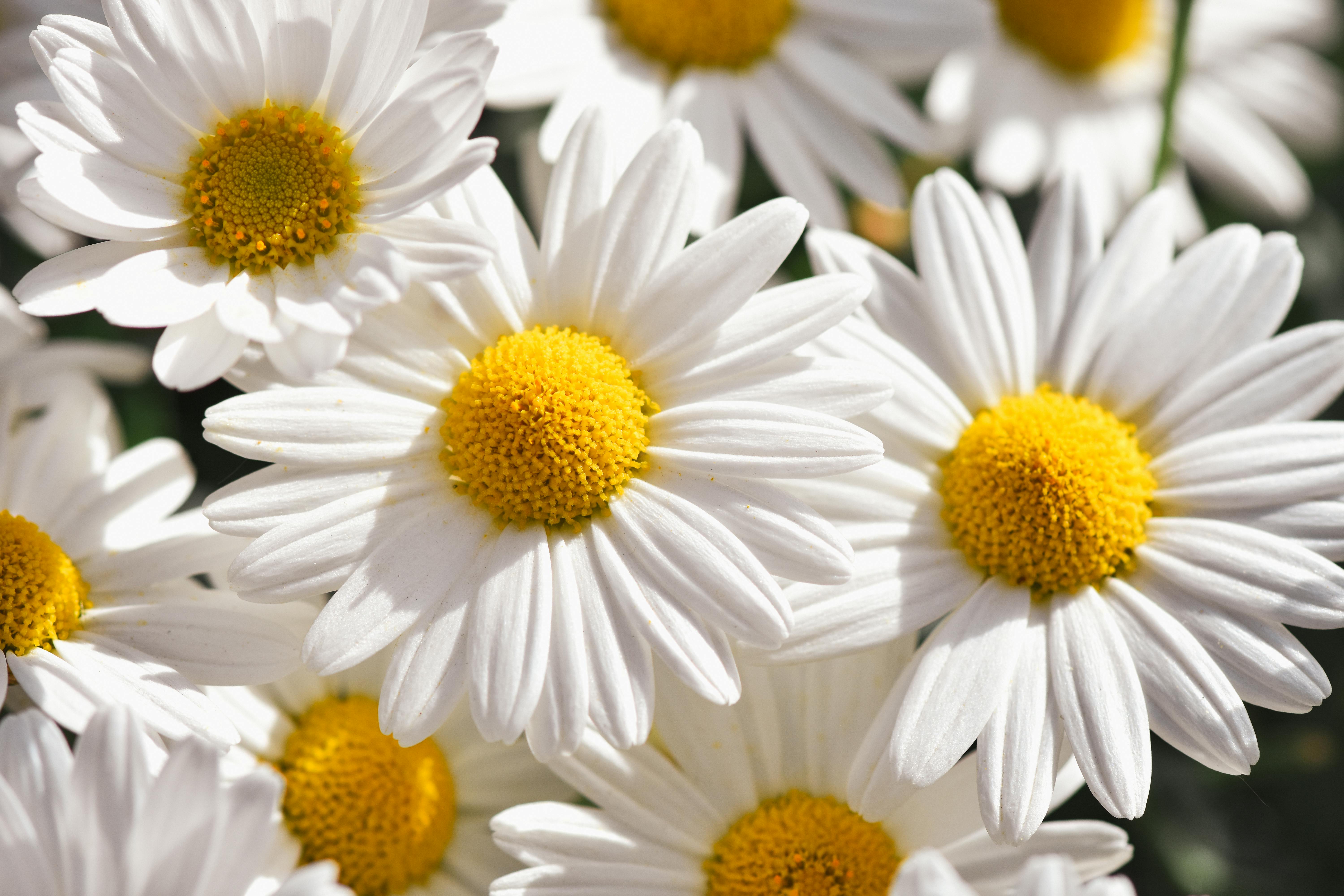 Decorative Flower Image