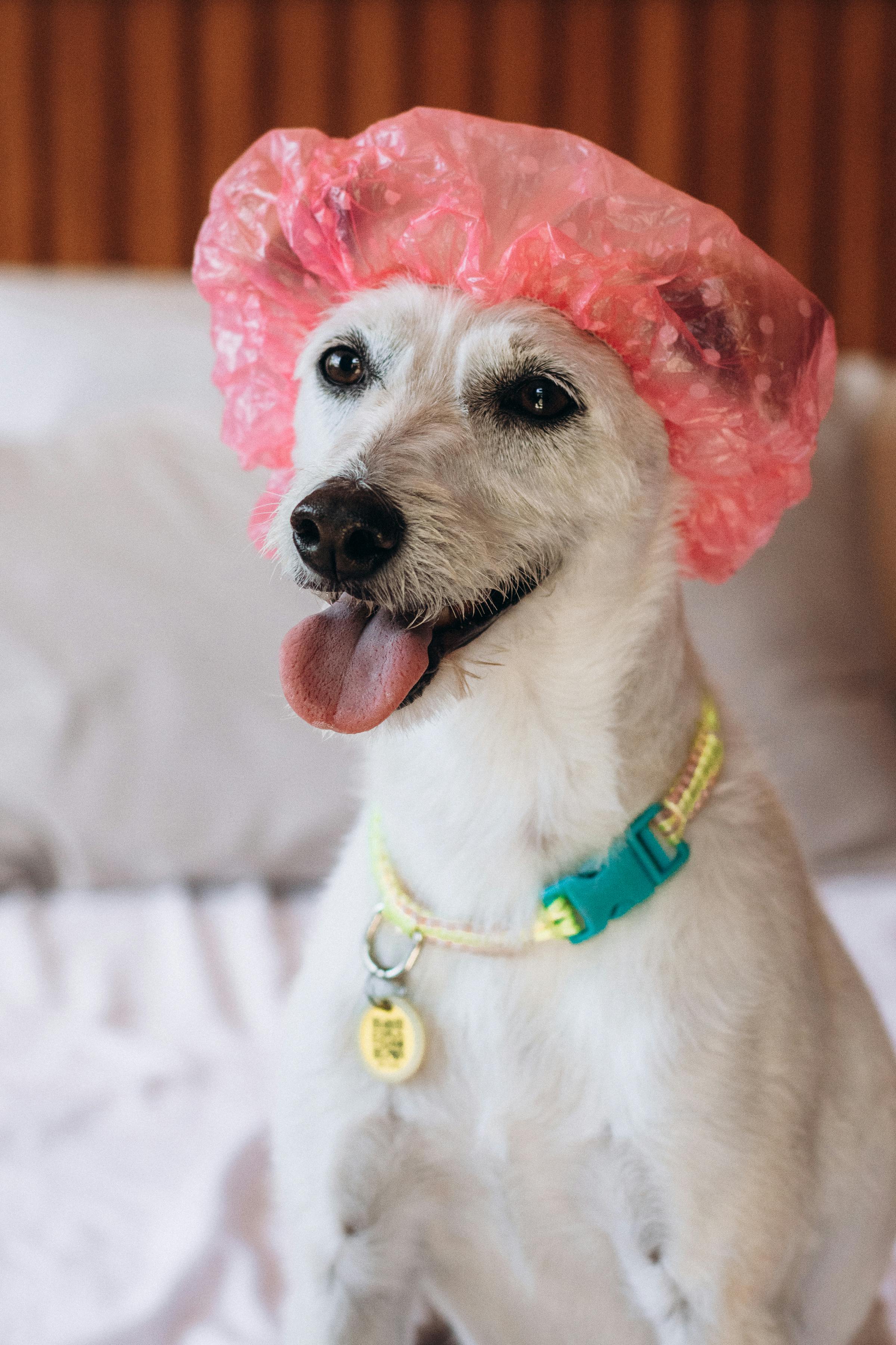 Pet Policy Image